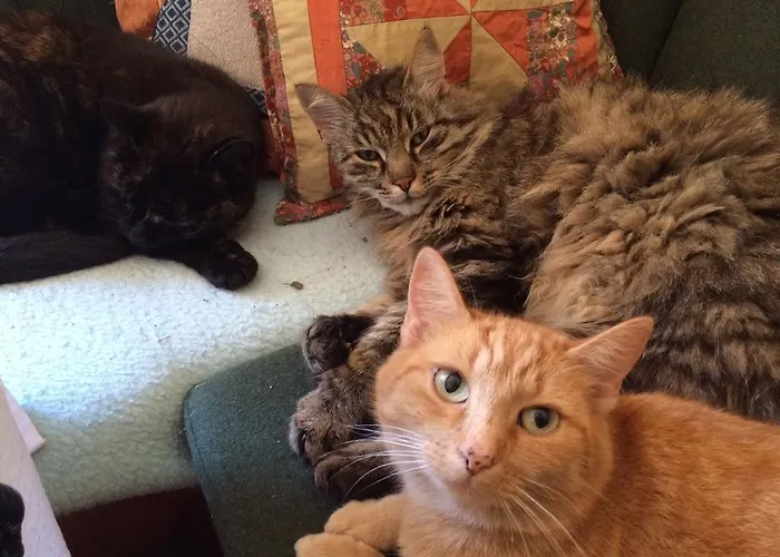 Kır Evi Rafting Camp Palfau